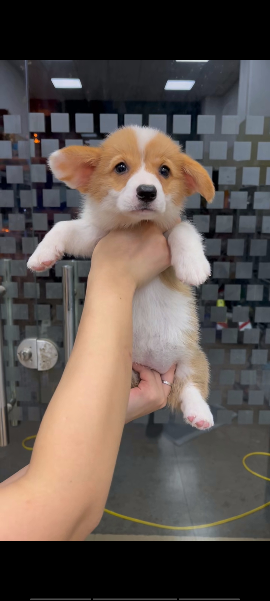 高端柯基犬，已打两针疫苗